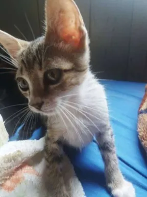 Gato raça s/ raça  idade 2 a 6 meses nome sem nomes