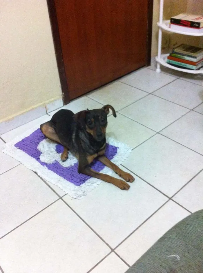 Cachorro ra a vira lata idade 1 ano nome madona 