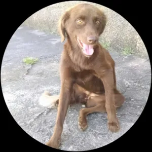 Cachorro raça SRD idade 1 ano nome Nina