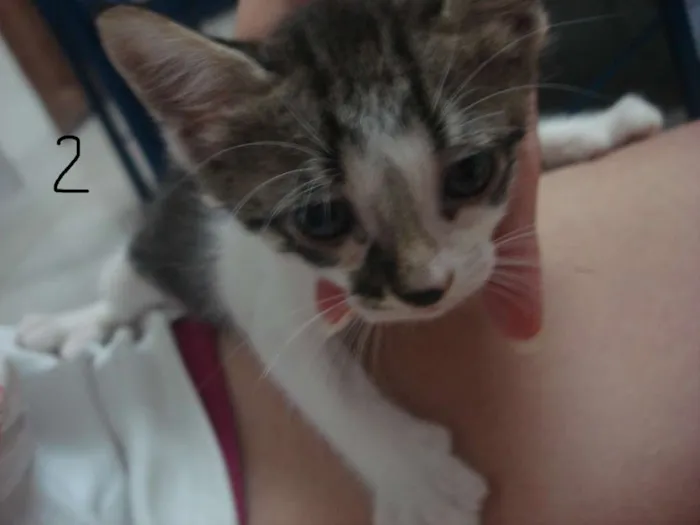 Gato raça nao tem idade Abaixo de 2 meses nome nao tem nomes