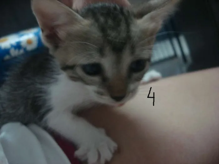 Gato raça nao tem idade Abaixo de 2 meses nome nao tem nomes