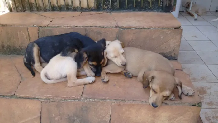Cachorro ra a SRD idade Abaixo de 2 meses nome Filhotinhos