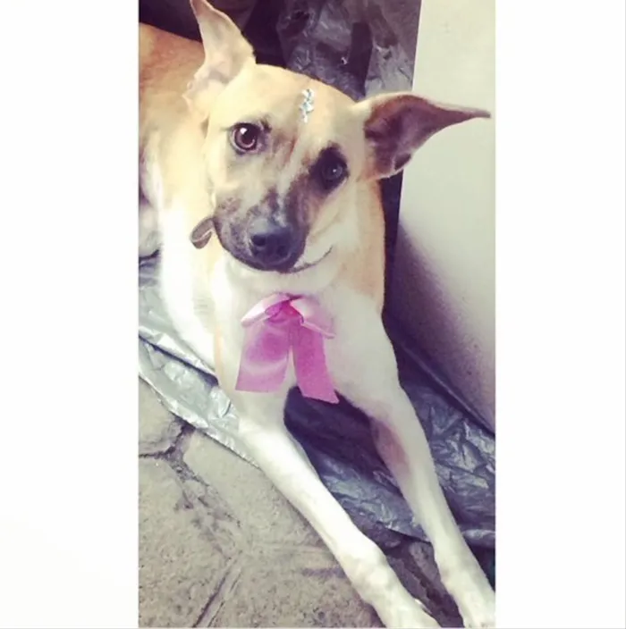 Cachorro ra a Sem raça  idade 1 ano nome Safira