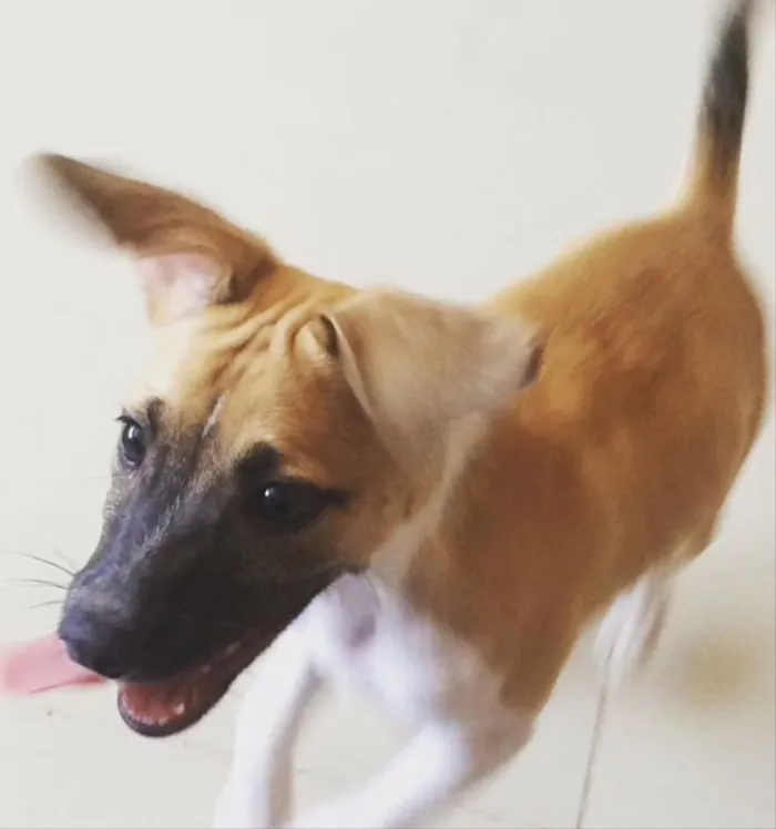 Cachorro ra a Sem raça  idade 1 ano nome Safira