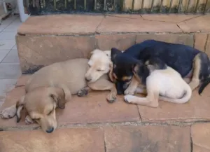 Cachorro raça SRD idade Abaixo de 2 meses nome Filhotinhos