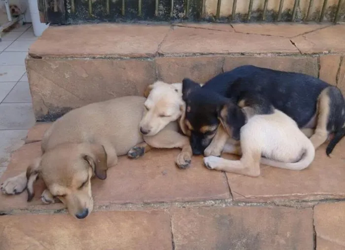 Cachorro ra a SRD idade Abaixo de 2 meses nome Filhotinhos