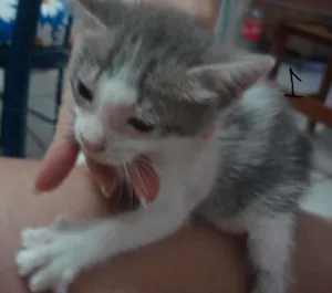 Gato raça nao tem idade Abaixo de 2 meses nome nao tem nomes