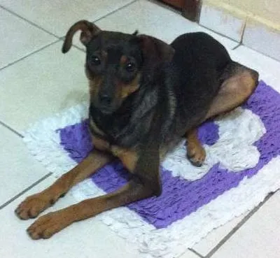 Cachorro ra a vira lata idade 1 ano nome madona 