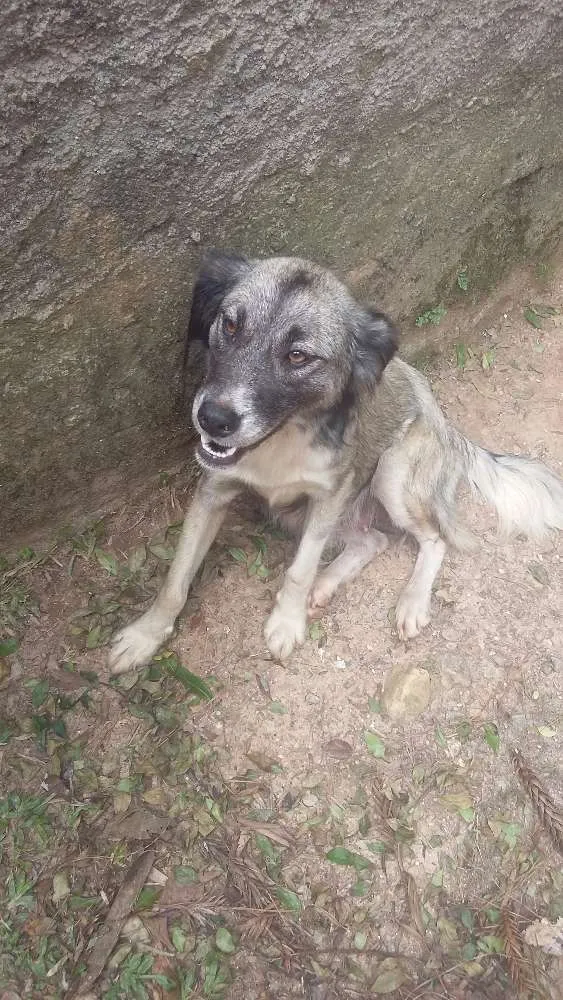 Cachorro ra a Virá lata  idade Abaixo de 2 meses nome Sem nome