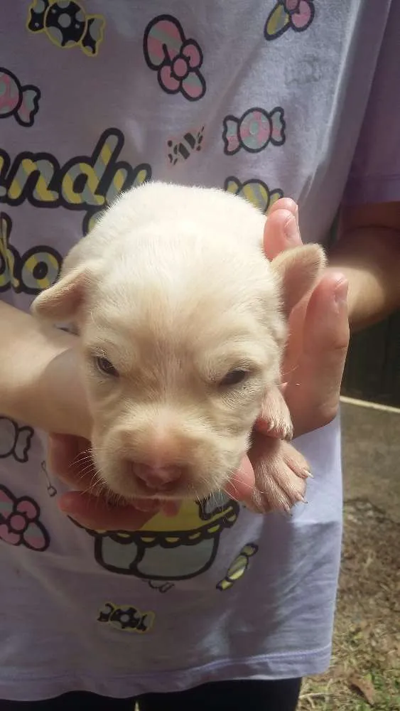 Cachorro ra a Virá lata  idade Abaixo de 2 meses nome Sem nome