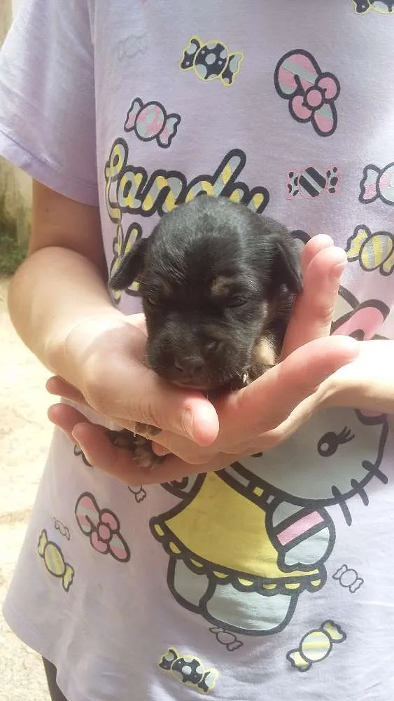 Cachorro ra a Virá lata  idade Abaixo de 2 meses nome Sem nome