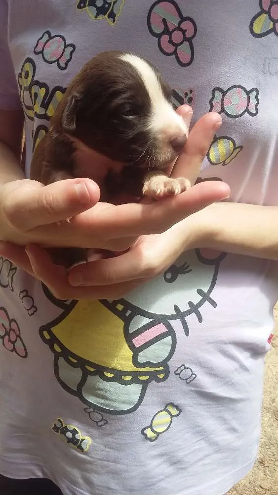 Cachorro ra a Virá lata  idade Abaixo de 2 meses nome Sem nome