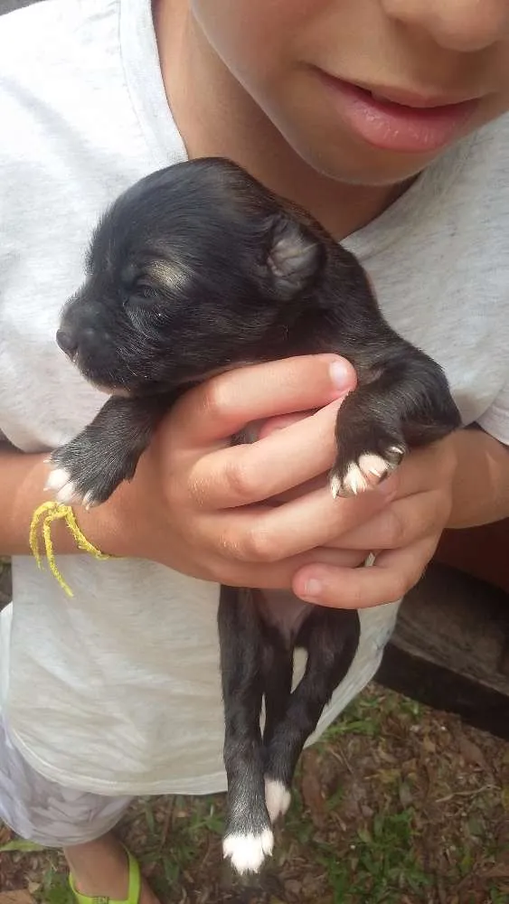 Cachorro ra a Virá lata  idade Abaixo de 2 meses nome Sem nome