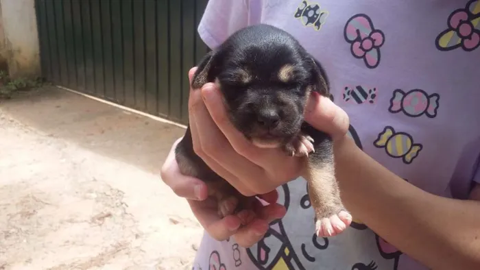 Cachorro ra a Virá lata  idade Abaixo de 2 meses nome Sem nome