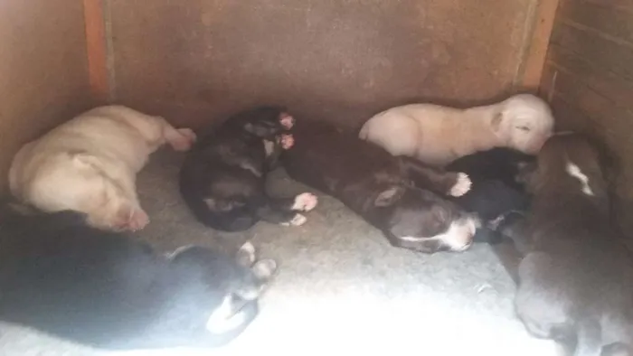 Cachorro ra a Virá lata  idade Abaixo de 2 meses nome Sem nome