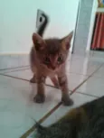 ADOTE
