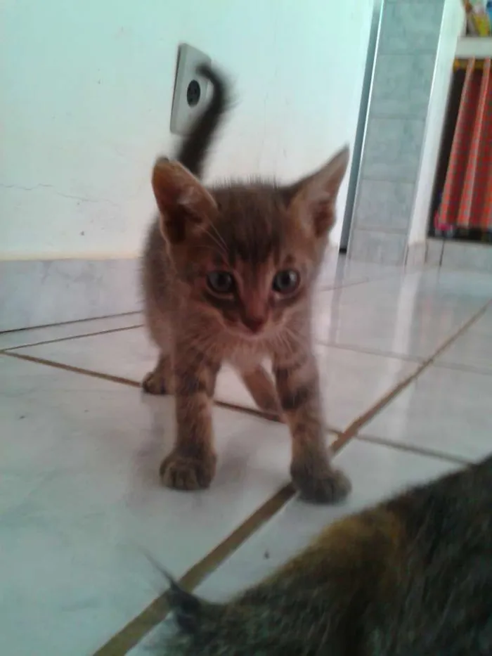Gato ra a indefinida idade Abaixo de 2 meses nome ADOTE