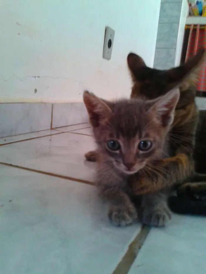 Gato ra a indefinida idade Abaixo de 2 meses nome ADOTE