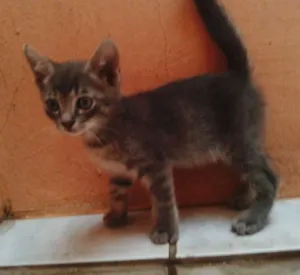 Gato raça indefinida idade Abaixo de 2 meses nome ADOTE