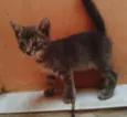 ADOTE
