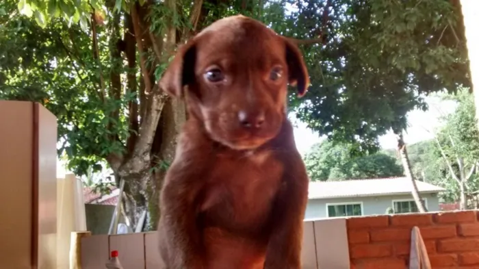 Cachorro ra a Vira lata idade Abaixo de 2 meses nome Amendoim