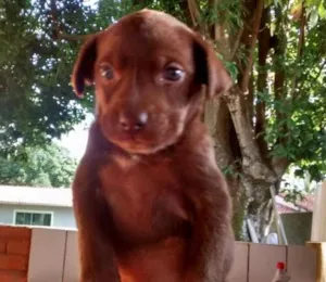 Cachorro raça Vira lata idade Abaixo de 2 meses nome Amendoim
