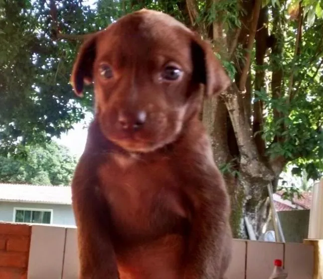 Cachorro ra a Vira lata idade Abaixo de 2 meses nome Amendoim