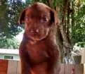 Cachorro raça Vira lata idade Abaixo de 2 meses nome Amendoim