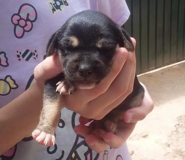 Cachorro ra a Virá lata  idade Abaixo de 2 meses nome Sem nome