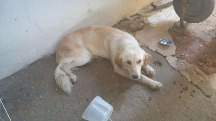 Cachorro ra a Golden Retriever  idade 1 ano nome Spike