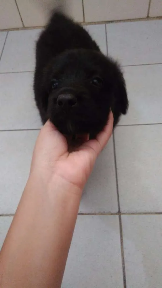 Gato ra a SRD idade 2 a 6 meses nome Filhotes da Kurama