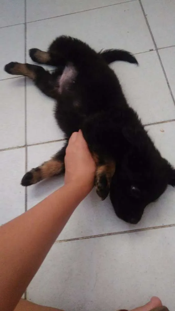 Gato ra a SRD idade 2 a 6 meses nome Filhotes da Kurama