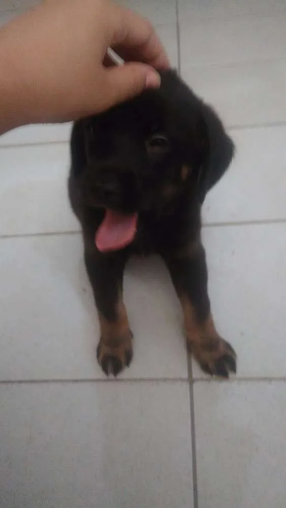 Gato ra a SRD idade 2 a 6 meses nome Filhotes da Kurama