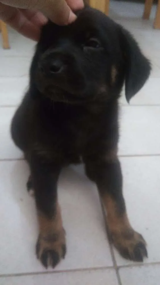 Gato ra a SRD idade 2 a 6 meses nome Filhotes da Kurama
