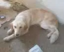 Cachorro raça Golden Retriever  idade 1 ano nome Spike