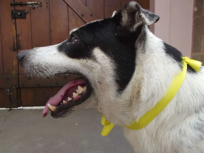 Cachorro ra a vira lata  idade  nome Sem nome 