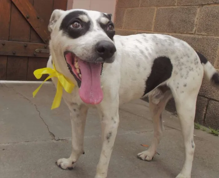 Cachorro ra a vira lata  idade  nome Sem nome 