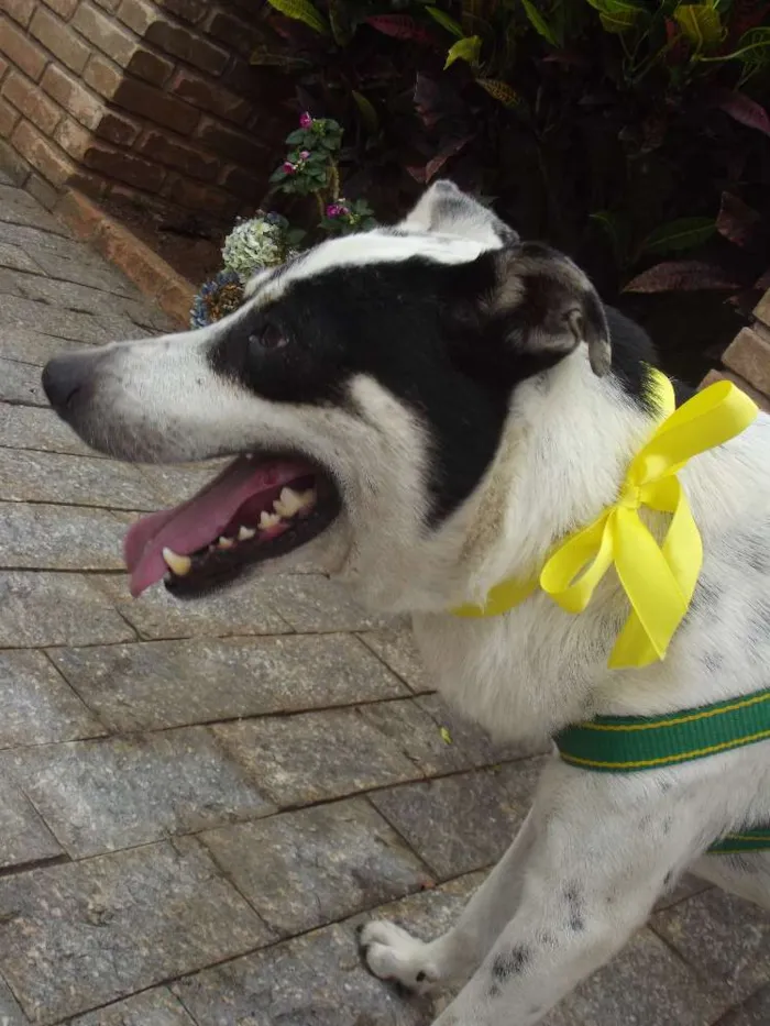 Cachorro ra a vira lata  idade  nome Sem nome 