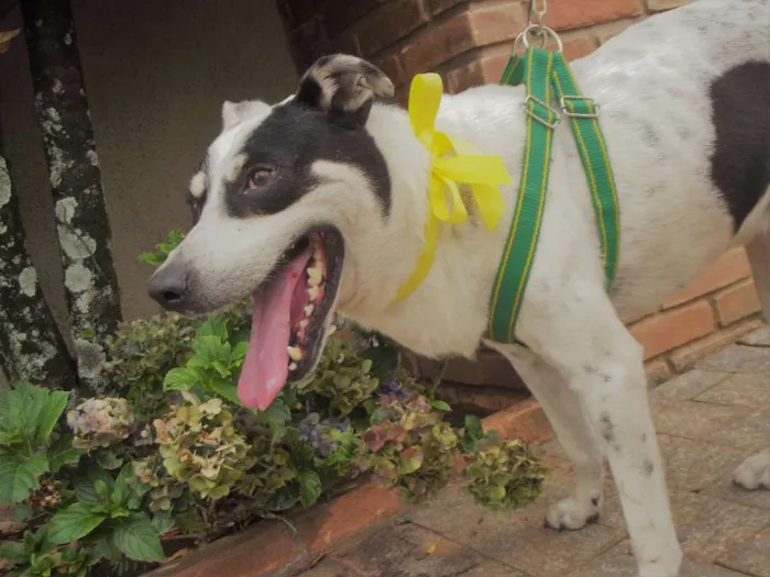 Cachorro ra a vira lata  idade  nome Sem nome 