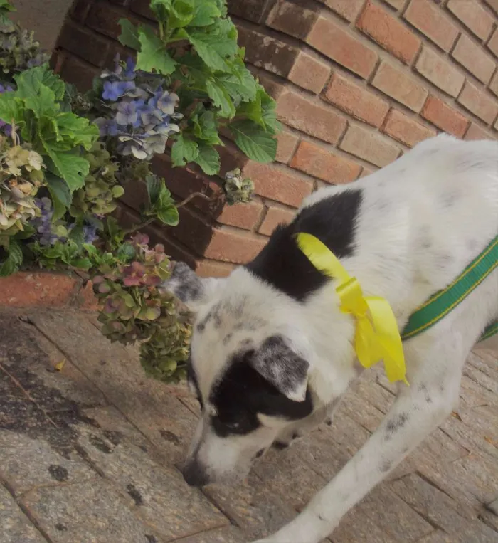 Cachorro ra a vira lata  idade  nome Sem nome 