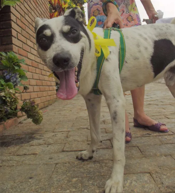 Cachorro ra a vira lata  idade  nome Sem nome 