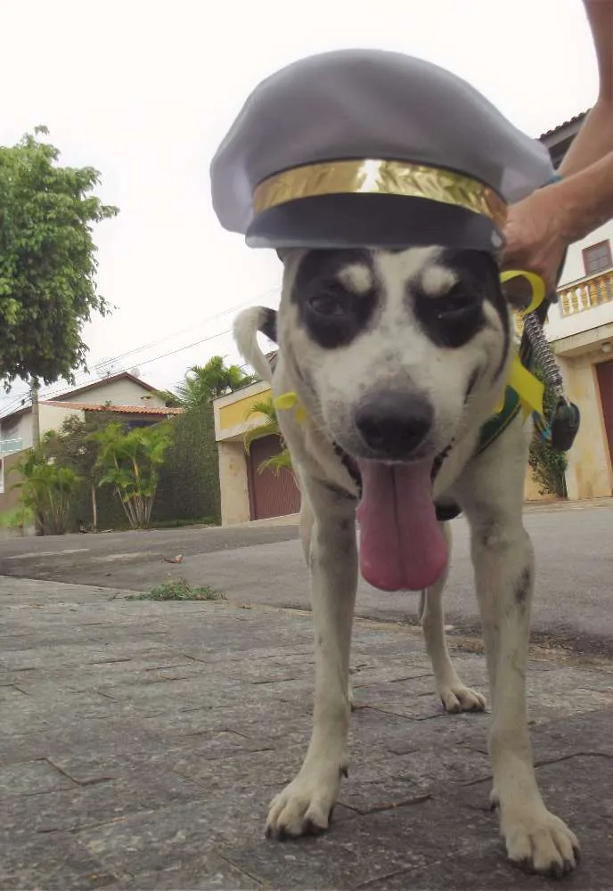 Cachorro ra a vira lata  idade  nome Sem nome 