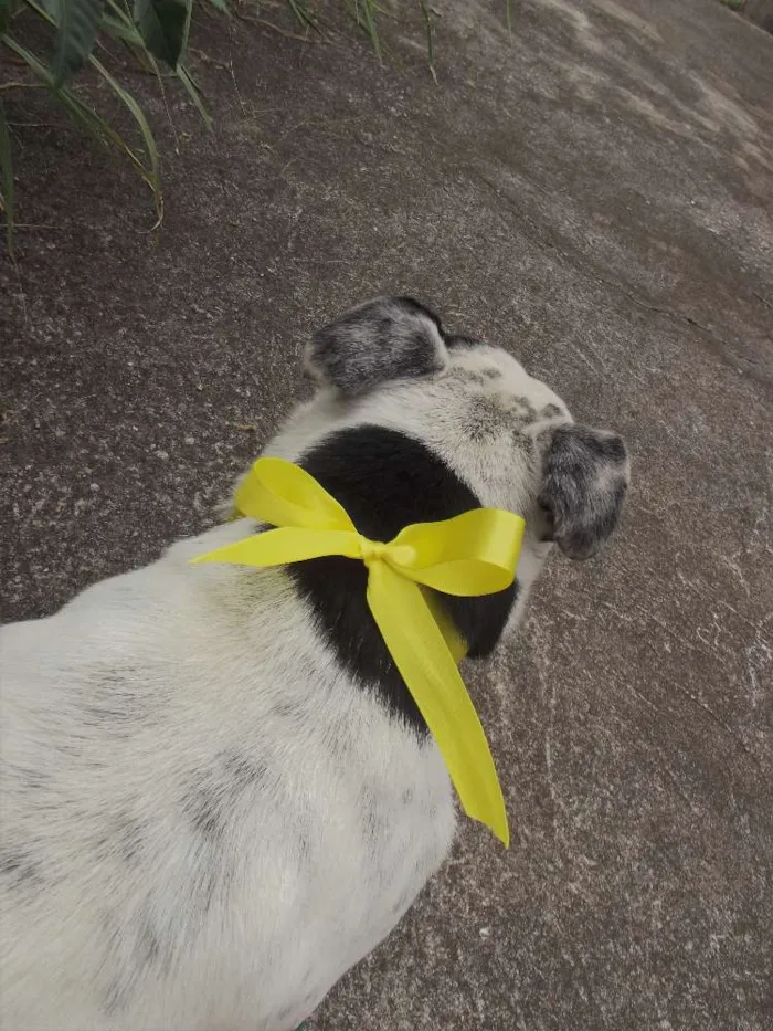 Cachorro ra a vira lata  idade  nome Sem nome 