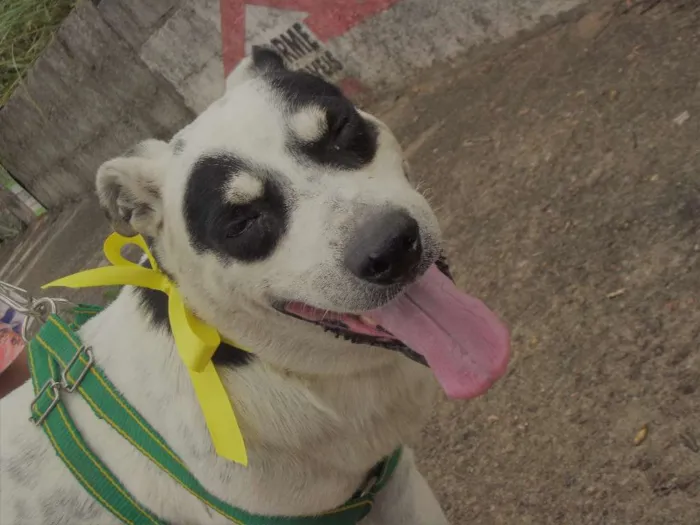 Cachorro ra a vira lata  idade  nome Sem nome 
