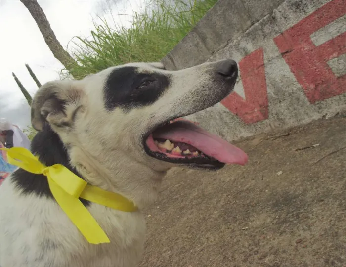 Cachorro ra a vira lata  idade  nome Sem nome 