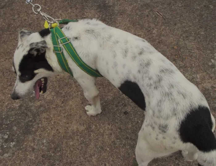 Cachorro ra a vira lata  idade  nome Sem nome 