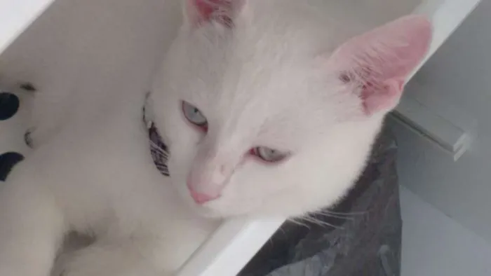 Gato ra a Mestiço  idade 2 a 6 meses nome Snowbel 
