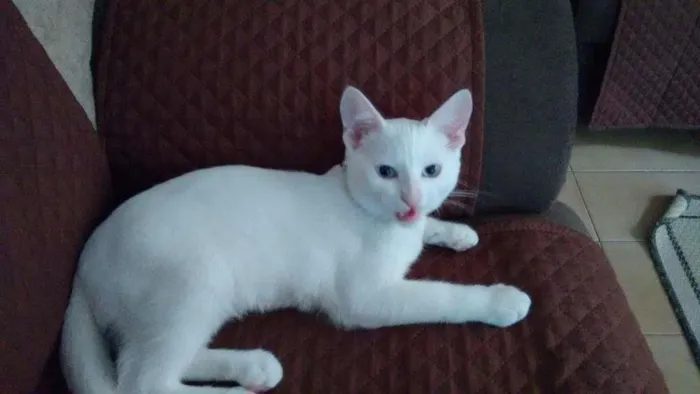 Gato ra a Mestiço  idade 2 a 6 meses nome Snowbel 