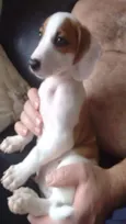 Scooby