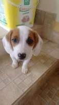 Scooby